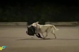 泰国搞笑广告：为了报恩，聪明狗狗帮助人类单身狗摆脱单身