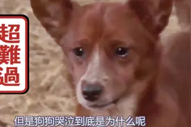 狗狗为什么会流泪，难道真是伤心吗，三个你不知道的原因视频封面