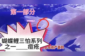 蝴蝶鲤三怕之一，痘疮。蝴蝶鲤得痘疮了怎么处？
