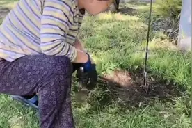 北京老太太太勤快了，一大早打理菜园子，小香椿树发芽了！视频封面