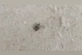 在我们生活当中，发现有这种虫子是吃血的，朋友们要多注意一点哦视频封面