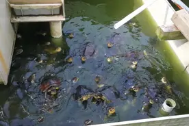 石金钱龟饿了也狠吓人。视频封面