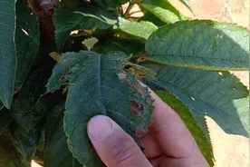 樱桃树生虫子了怎么办？选对药很关键，原来这么简单。视频封面
