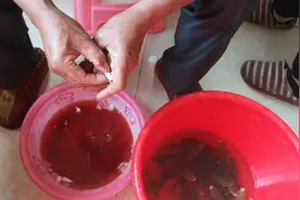 教大家怎么处理干净小鱼的内脏，处理掉不能吃的部分视频封面