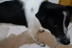 居家抗疫门被封了，狗狗被尿憋死了？怎么办