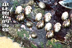 一种吸附在海边石头上不起眼的将军帽螺，烤熟后肉质堪比鲍鱼视频封面