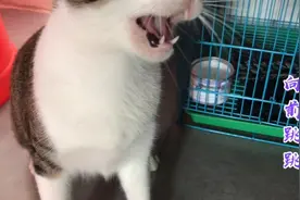 猫咪的哪个部位比较敏感呢，哪些地方可以撸猫呢，哪个部位让它爽