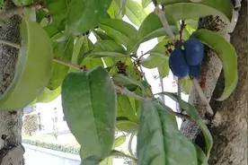 这就是桂花果，好看但是不能乱吃，你知道为什么吗？视频封面
