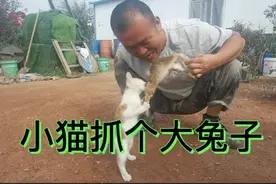 我们家的小猫抓只兔子，有1斤多重，你都不知道它是怎么抓的视频封面