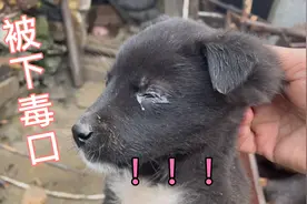 母狗护食成性，一不小心就对亲生狗崽下毒口，狗崽差点被咬瞎左眼视频封面