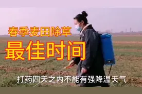 春季麦田打除草剂选择最佳时间，不仅除草效果好还能增产视频封面