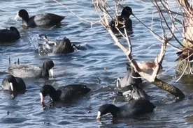 白鼻鸭的故事——快乐地聚餐视频封面