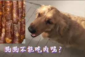 狗狗不能吃肉吗？长期吃人吃的肉会有什么症状表现？视频封面