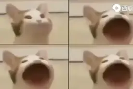 100万只pop猫视频封面