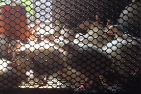 沙维鹌鹑脱温苗，出生20多天啦