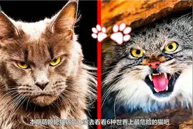 6种世界上最危险的猫，跟豹子一样凶猛的猫咪，你见过吗？视频封面