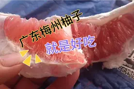 阿海的柚子不够吃到八月十五，又叫朋友寄了三十斤，都吃上瘾了视频封面