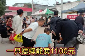 河南安阳，一只蛐蛐能卖1100元！经验丰富的师傅教你怎样抓蟋蟀视频封面