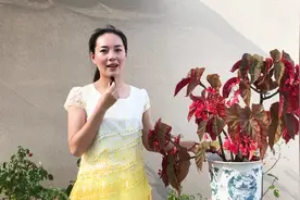 银星秋海棠的养护方法，花期做好这几点，花开爆盆视频封面