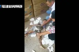 悲痛 福建小兄妹家中被烧身亡！哥哥4岁，妹妹2岁！视频封面