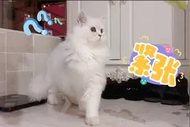 主人带猫咪去朋友家玩，到那各种好奇各种看，猫：我不想走了