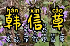 韩信草又名半枝莲视频封面