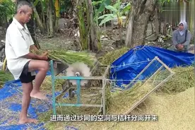农村大爷发明“脚踏板”水稻脱粒机，一小时脱粒500斤，80元造台视频封面