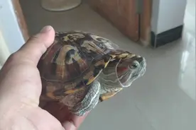 六年前钓鱼钓到的巴西龟看看现在长多大了