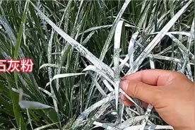 现在还有人，使用老办法，禾苗撒石灰粉，它能到底起什么作用呢？视频封面