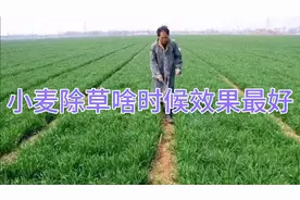 小麦种完后，啥时间打药除草效果最好，好多人都错了，学学视频封面