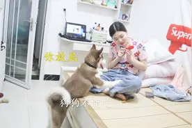 哈士奇成“狗精”，看见吃的就特别激动，主人表示没办法治它！