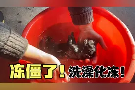 40度温水给冻僵初生小狗洗澡，可以及时救狗子一命，繁殖者收藏