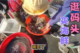 山东日照码头，各种新鲜海鲜太便宜，187元买了一盆八爪鱼，值吗视频封面