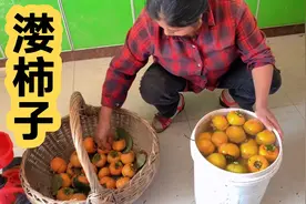 实拍农村妈妈漤柿子全过程，又甜又脆不涩嘴，方法一看就会