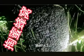 夜间怎样安全套野蜂窝？教你如何连蜜蜂一起全收获