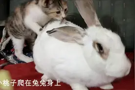 小猫咪爬在兔子背上玩，兔子的表现让猫感觉好无趣视频封面