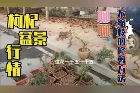 盆景大集价值一千五的挂果枸杞，专家讲不缩枝理修剪方法，很有道视频封面