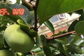 身边的草药（142续），柿子（蒂），润肺生津（降逆下气）的草药视频封面