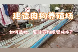 肉狗养殖场，场地的建造，选材，怎样才能更节省建造成本呢？视频封面