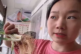 深圳创业开餐馆，必不可少的葱，这两个品种你会选择那种？为什么