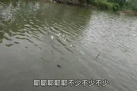 独木桥下白条泛滥，短杆刷白条刷到手软，钓竿沾网水鬼三管齐下