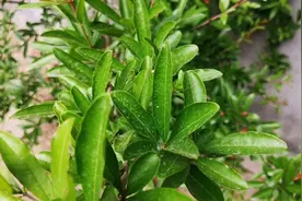 石榴叶泡茶喝厉害了，原来对人还有这好处，值得收藏视频封面