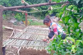 娜娜在果园养鸡，搭建简易鸡舍陆续进行中，操作简单省力又省钱视频封面