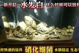 鱼缸水发白什么时候适合养鱼？如何快速培养硝化细菌拥有一缸好水视频封面