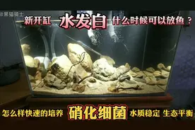 鱼缸水发白什么时候适合养鱼？如何快速培养硝化细菌拥有一缸好水视频封面