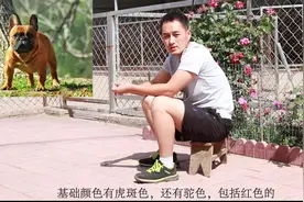 你能分清巴哥犬和法斗吗