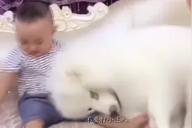 敢打我的小主人？狗狗拼命阻止，保护小主人是它的责任！视频封面
