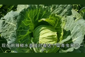 网上说辣椒水可以杀菜青虫，彬哥今天试了一下，大伙来看效果如何视频封面