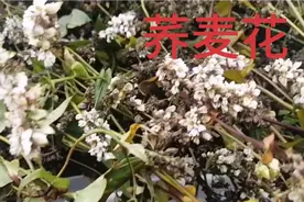 有一种农作物叫棱子，那个朋友真正见过它的真面孔？视频封面