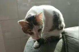 猫叫声.吓死老鼠:视频封面